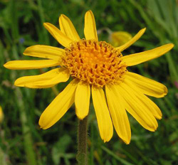 Arnica Arnica